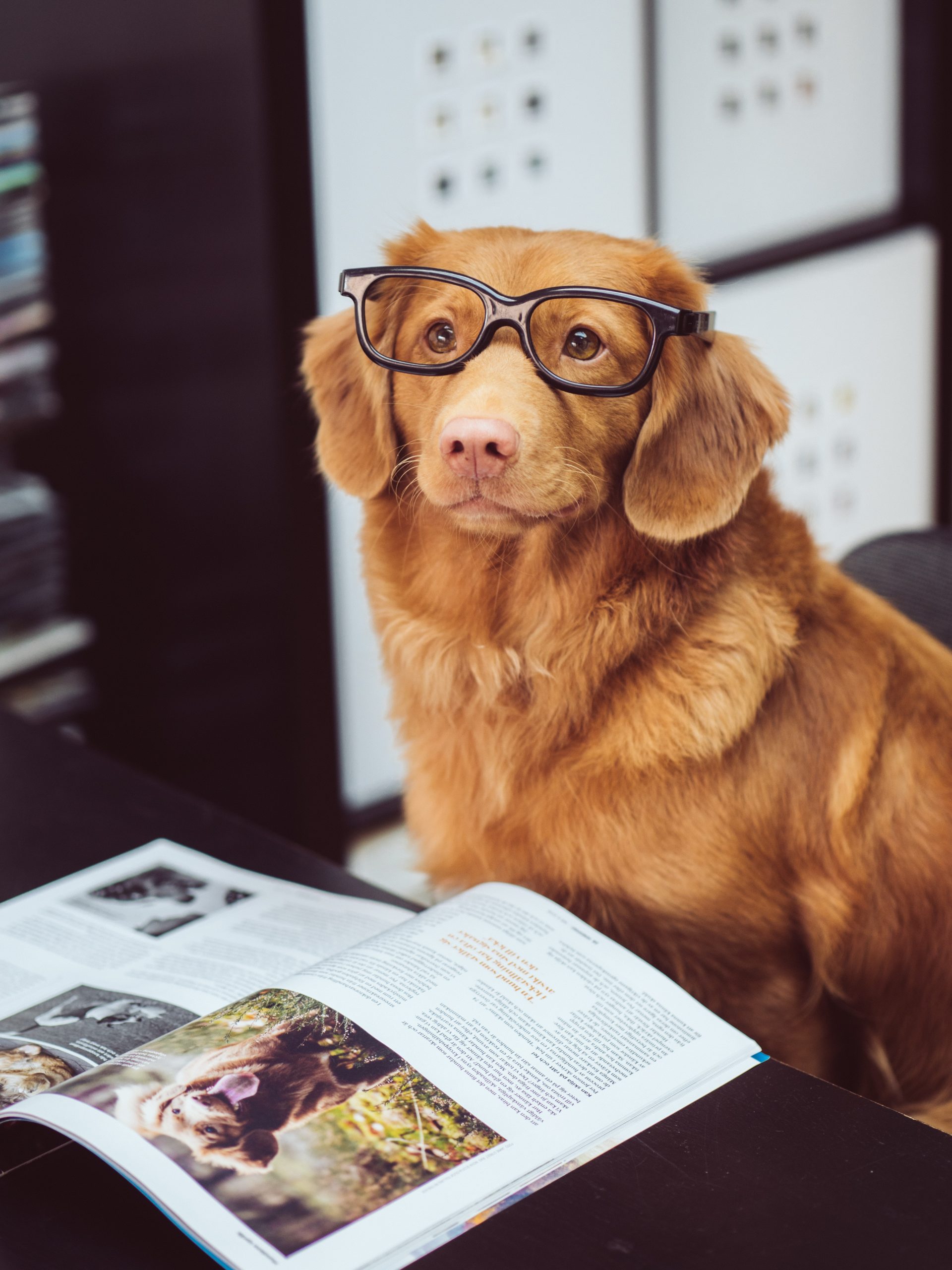 Dog in glasses in front of magazine