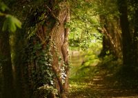 Shade Tree Commission talks about trees & invasive species.